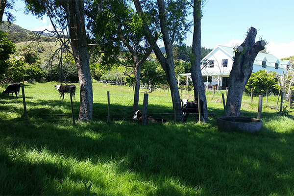 Jacaranda Lodge - Farmstay in the Coromandel - Cows